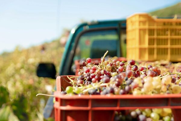 Close-up of harvested grapes in a crate with a vineyard and truck in the background