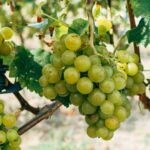 Green grapes on the vine