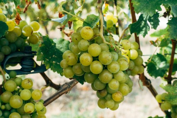Green grapes on the vine