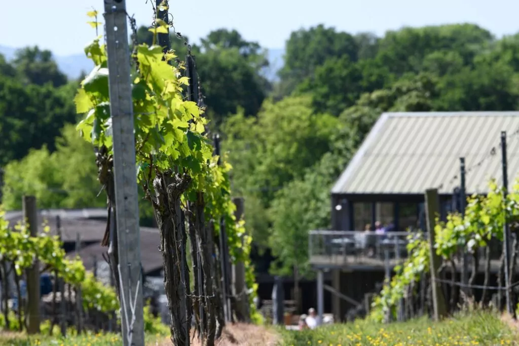 Leafy vine canopies at Bolney Wine Estate vineyard