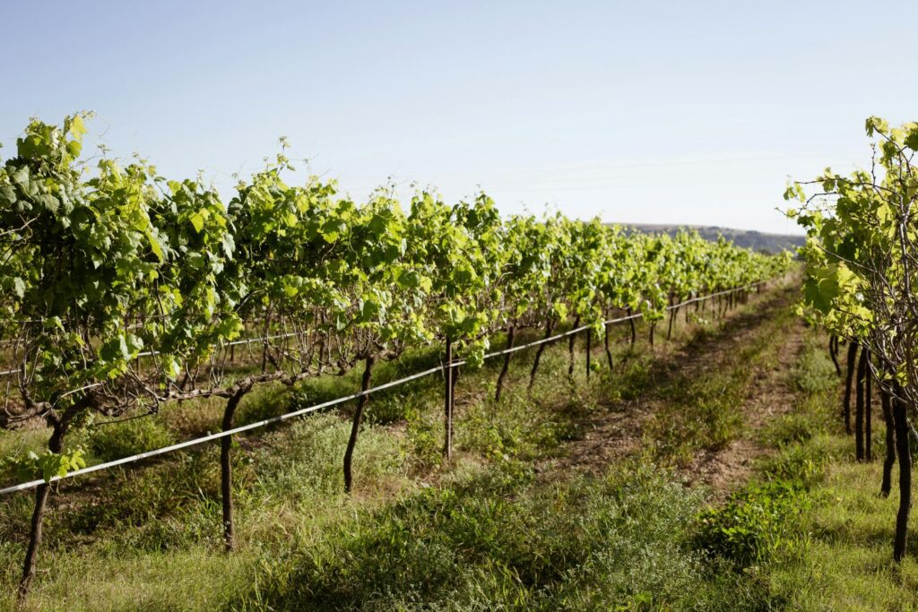 Lush green vineyard in the summertime