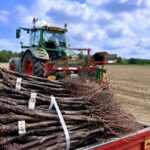 New Vine Roots Beside A Tractor At Bolney Estate