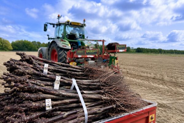 New Vine Roots Beside A Tractor At Bolney Estate
