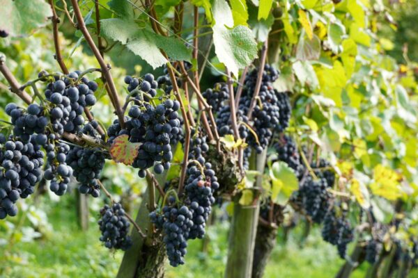 Are Wine Grapes Grown From Seeds?