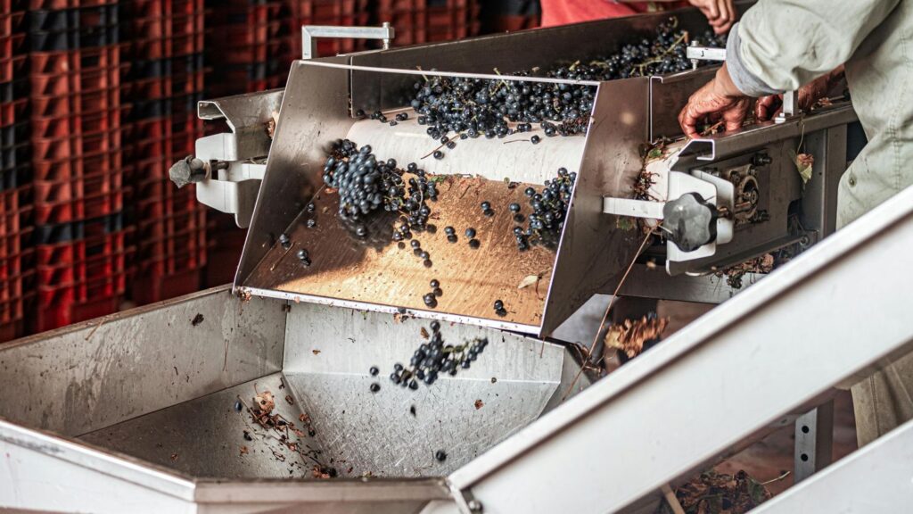 Red grapes in a wine production facility