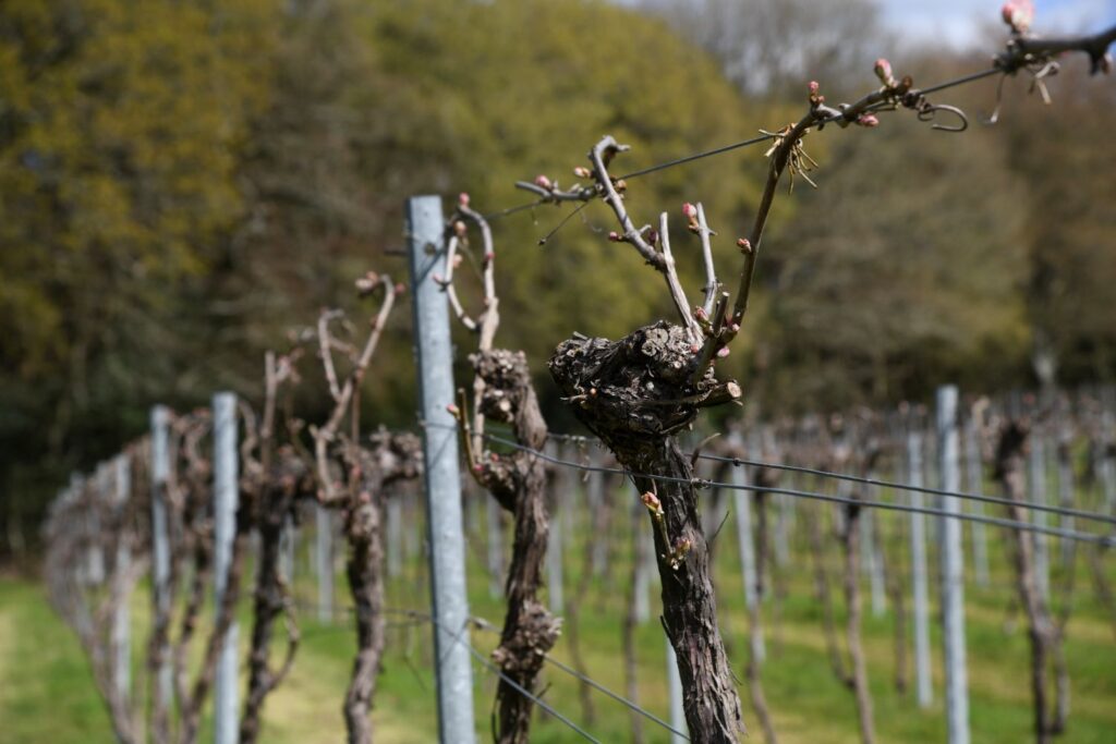 Springtime vines with new buds at Bolney Wine Estate