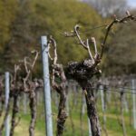 Springtime vines with new buds at Bolney Wine Estate