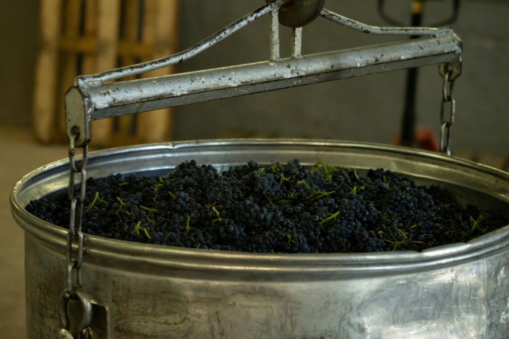 A stainless steel vat of red grapes during winemaking