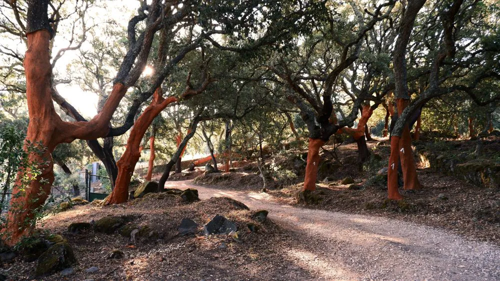 Cork oak trees in Portugal with the lower bark stripped for harvest