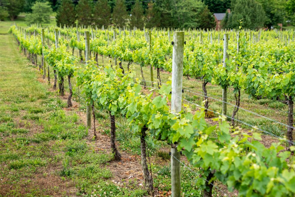 Green vines at a vineyard