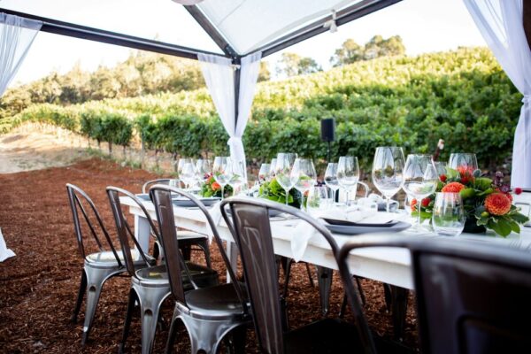 Outdoor corporate wine event in a vineyard