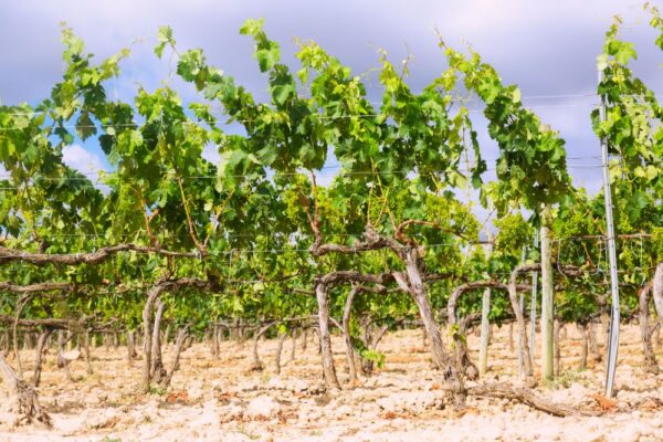 Summer scorched vineyard