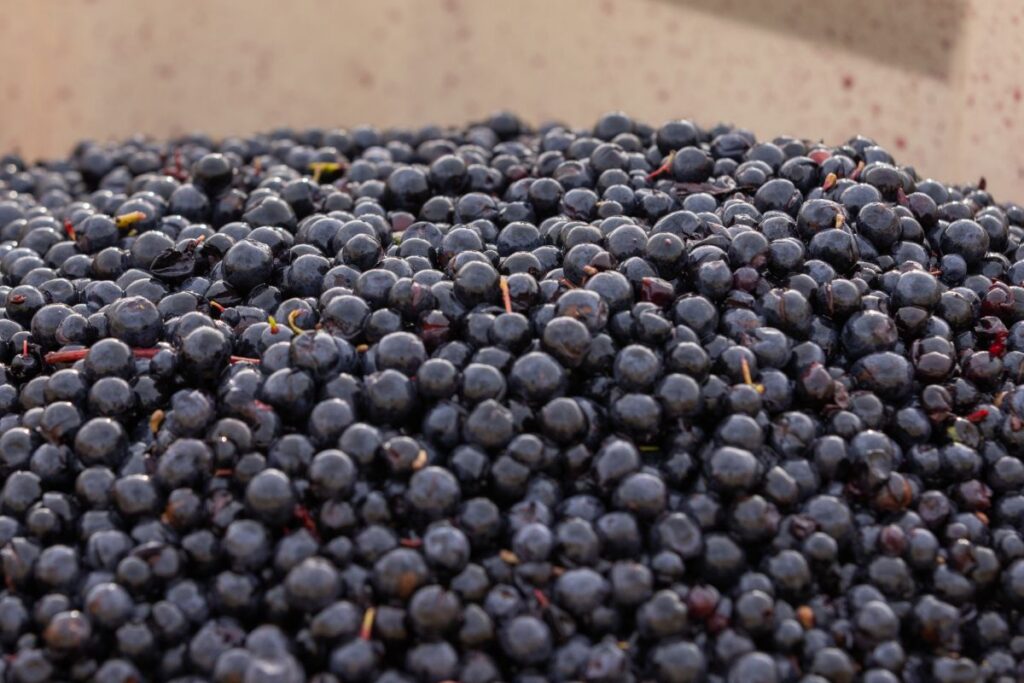 Close up of English red grapes during harvest at Bolney Wine Estate