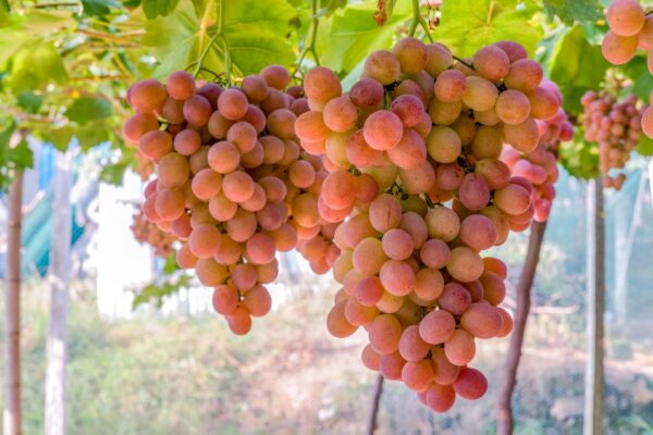 Pink Schonburger grapes growing on a vine