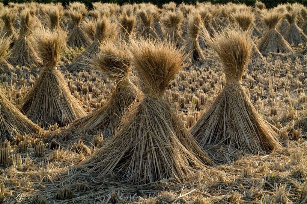 Wheat sheaves in a field for harvest