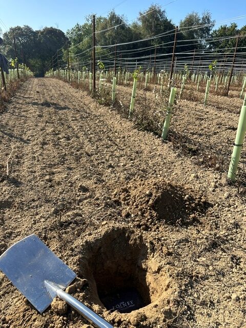 A Bolney T-shirt in the vineyard soil as part of a test