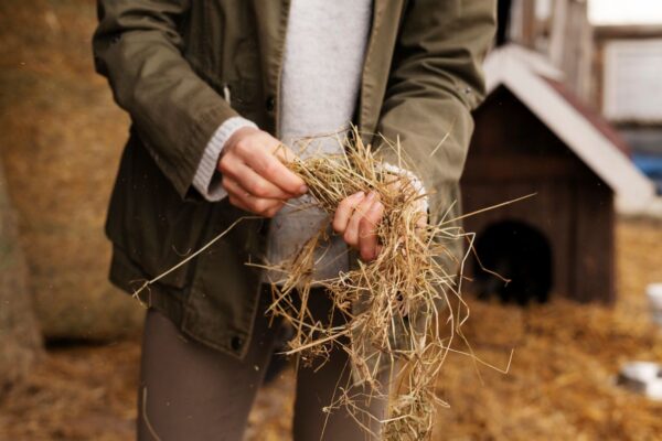 A farmer holding straw at harvest