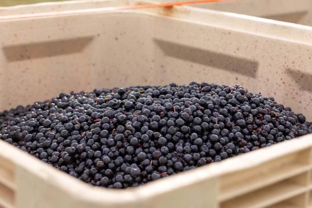 Close-up of Bolney's red grapes ready for the winery