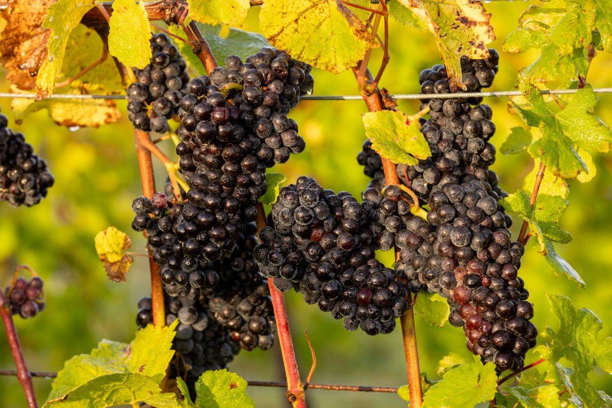 Grapes ready for harvest at Bolney Estate 2026