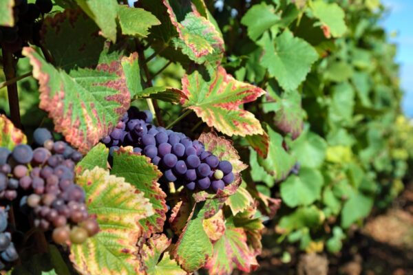 Red Dornfelder grapes in a vineyard