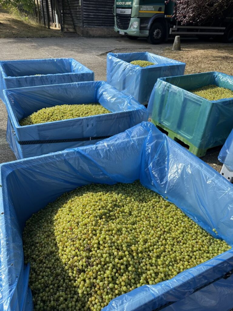 White grapes harvested and in crates at Bolney Wine Estate in 2026